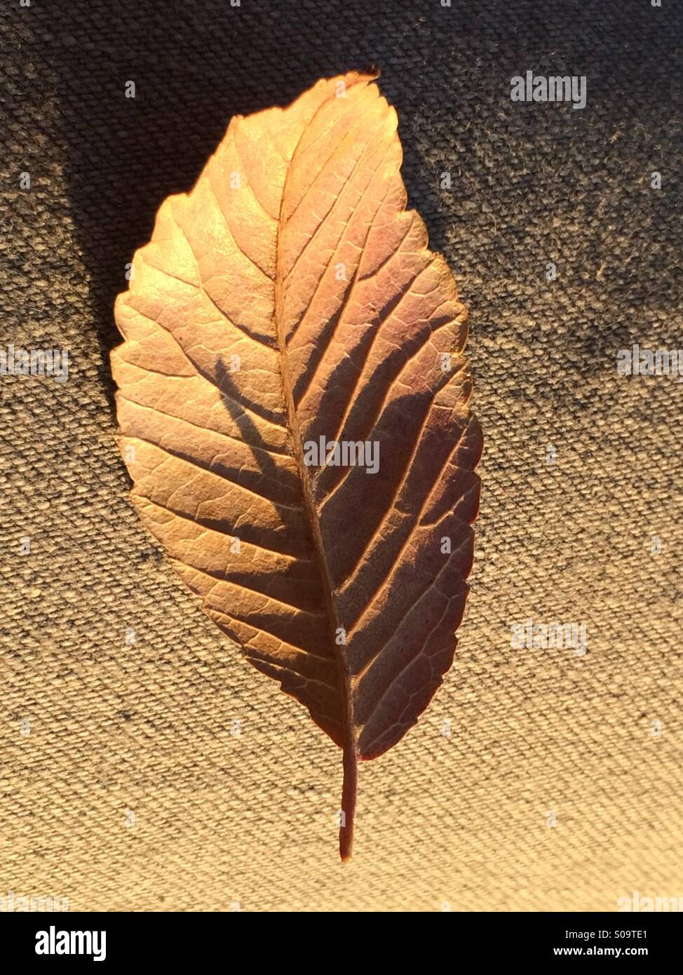 Leaf - Smartphone Captured Stock Image
