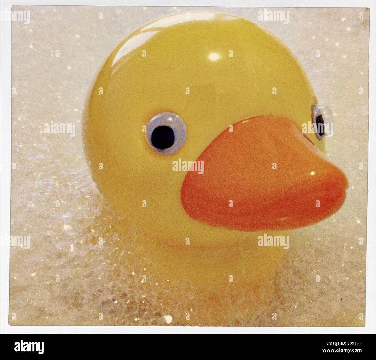 Duck in bath Stock Photo - Alamy