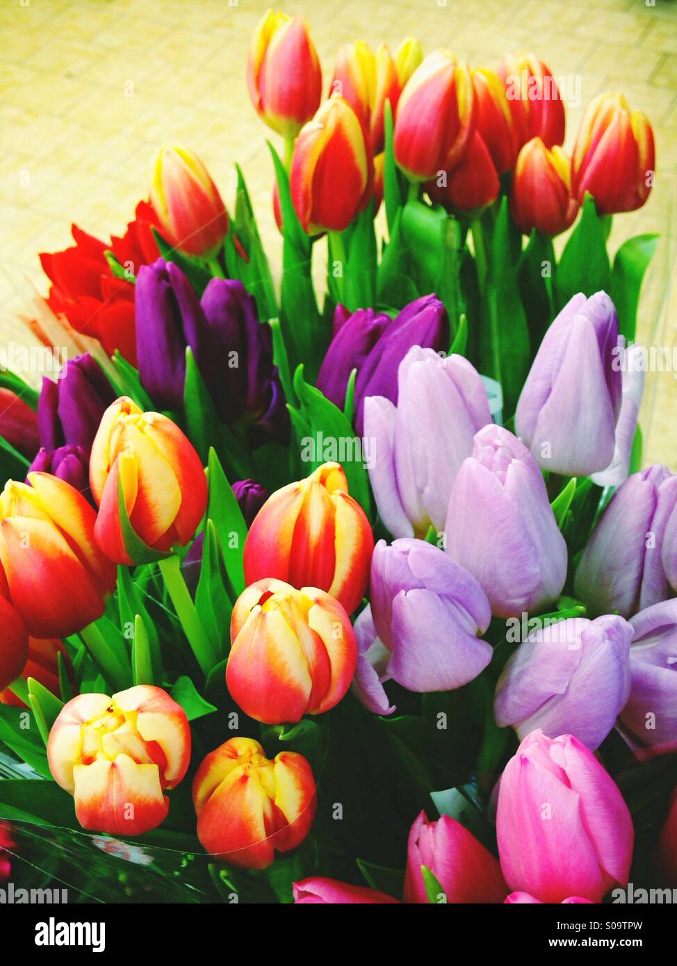 Tulips - Smartphone Captured Stock Image