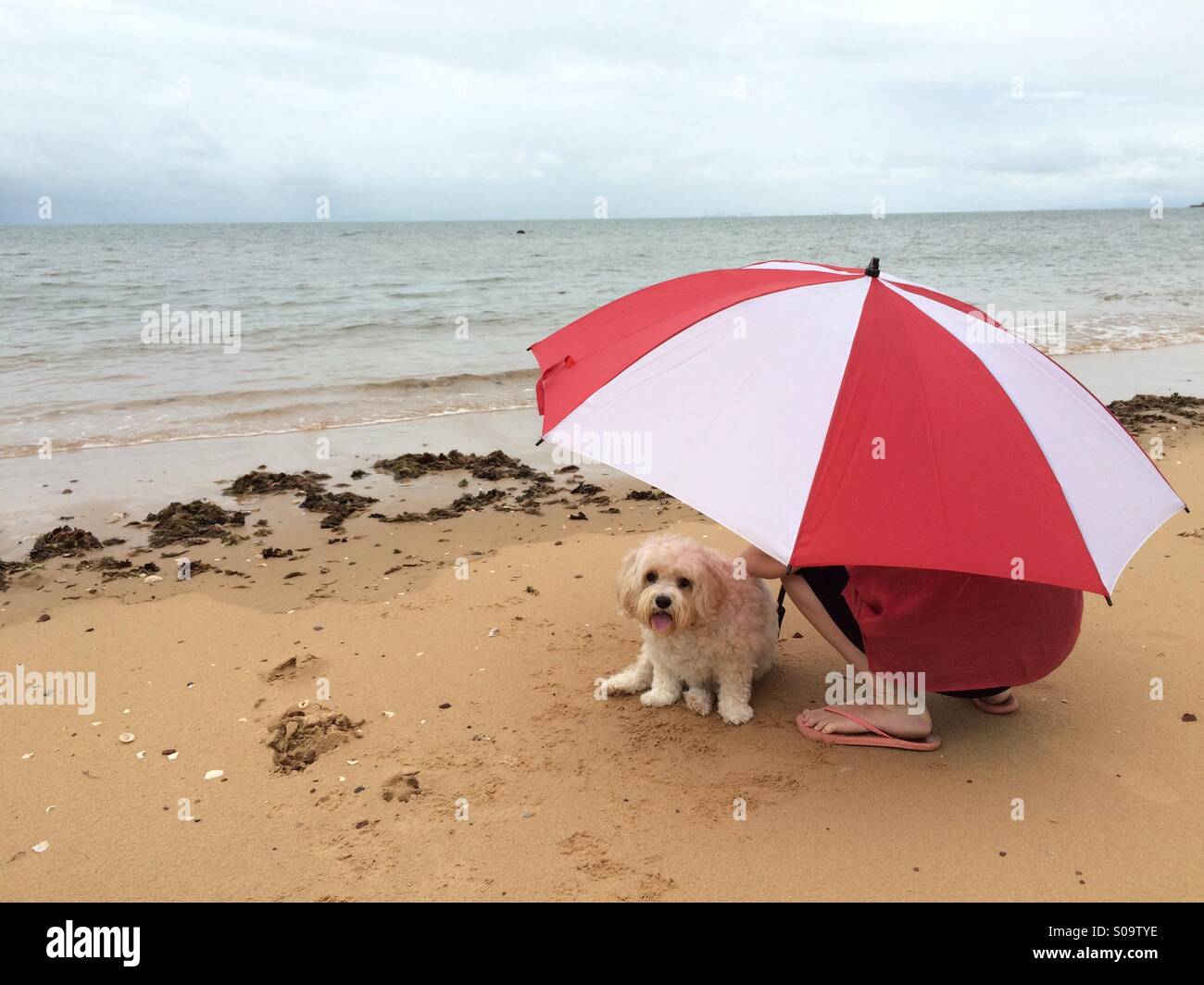 Dog umbrella hi-res stock photography and images - Alamy