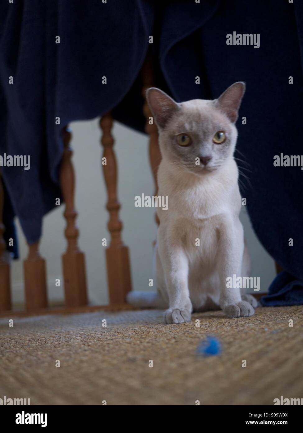Burmese cat cute hi-res stock photography and images - Alamy
