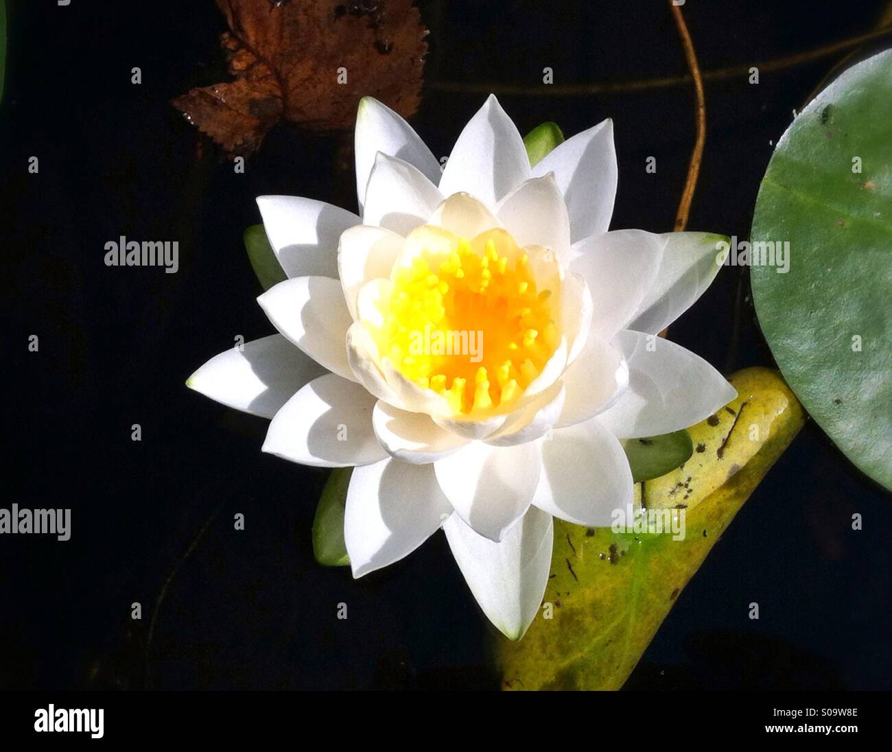 White water lily in bright sunlight - Smartphone Captured Stock Image