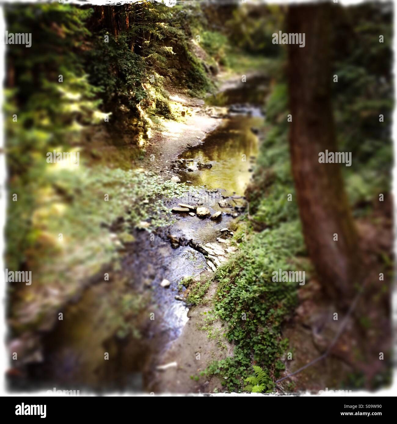Bean Creek. Santa Cruz County, California, USA - Smartphone Captured Stock Image