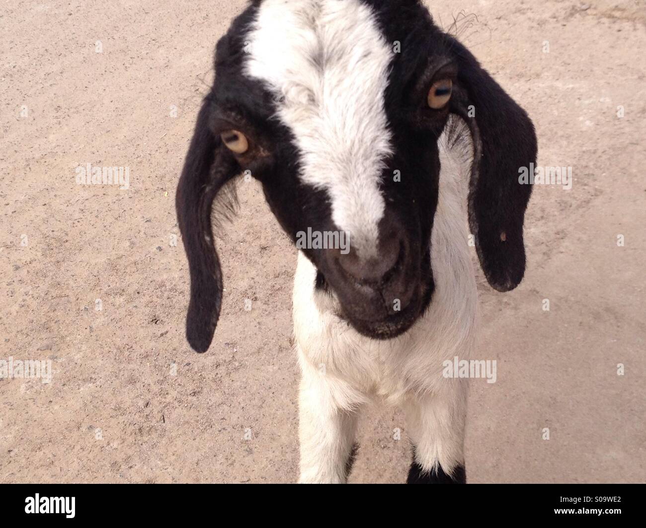Goats baby Stock Photo