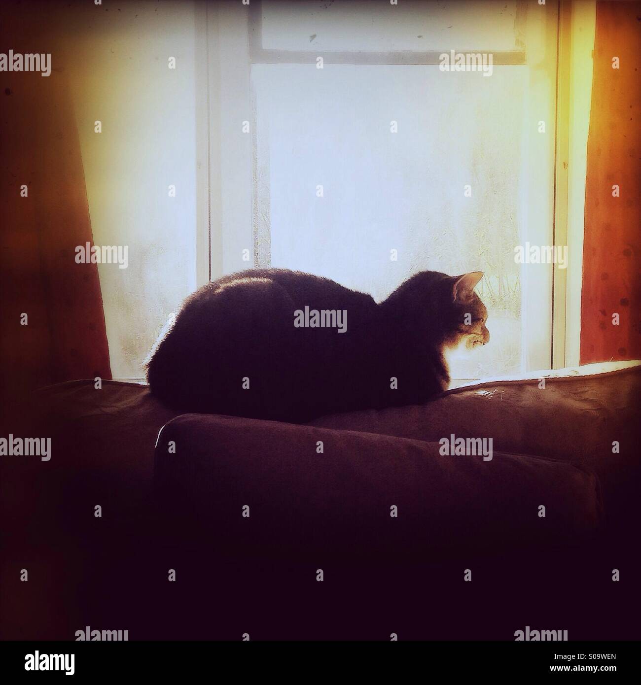 Cat resting on chair in front of window. - Smartphone Captured Stock Image