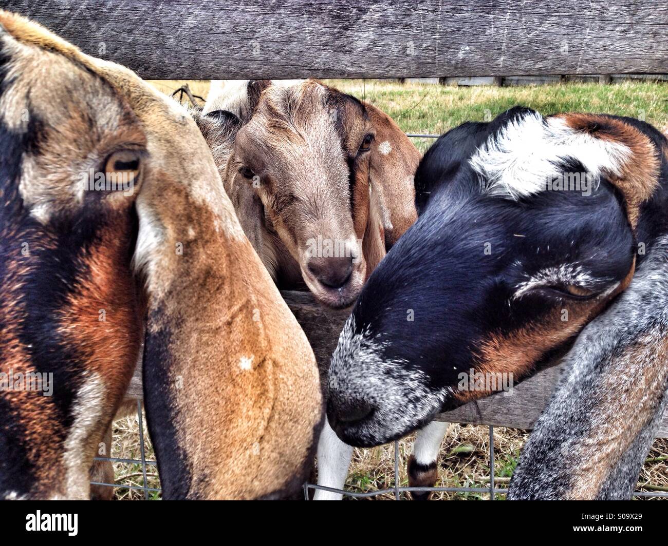 Goats behind a fence. - Smartphone Captured Stock Image