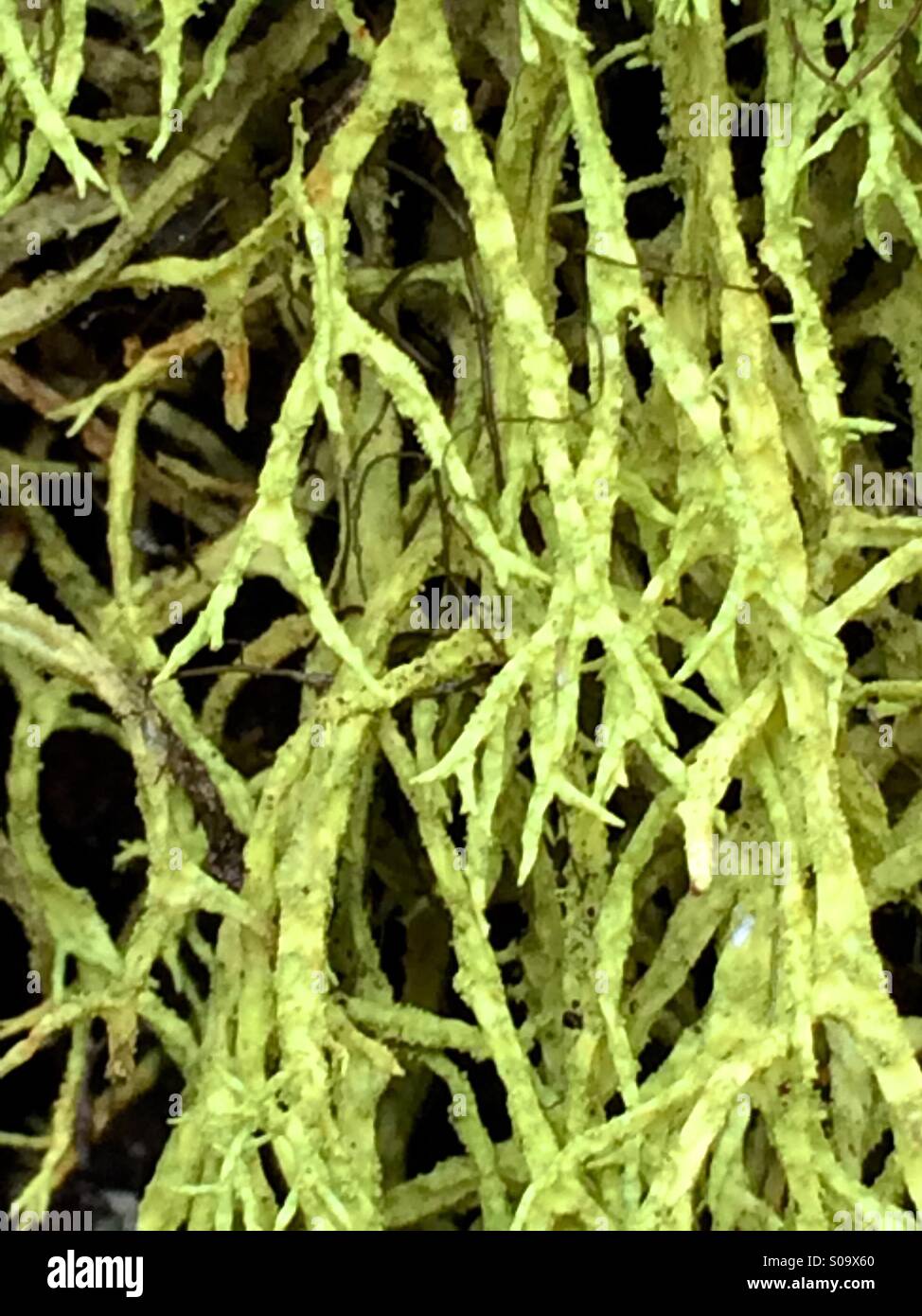Moss Entangled Stock Photo