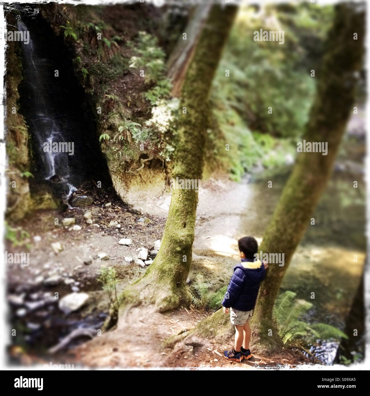 A six year old boy looks at a waterfall on Bean Creek. Santa Cruz County, California, USA - Smartphone Captured Stock Image