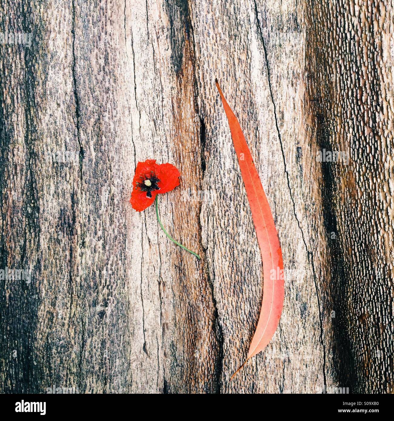 Poppy & and red leaf on fallen tree in autumn Stock Photo