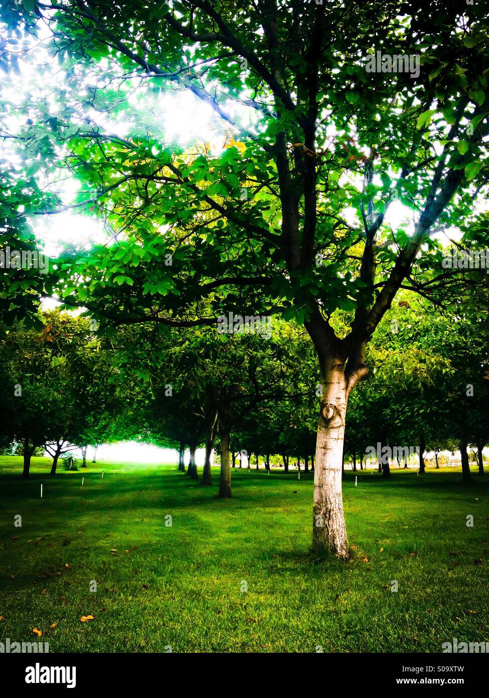 Summer light is shining though the leaves of these precisely aligned trees in an orchard. - Smartphone Captured Stock Image Summer light is shining though the leaves of these precisely aligned trees in an orchard. - Smartphone Captured Stock Image