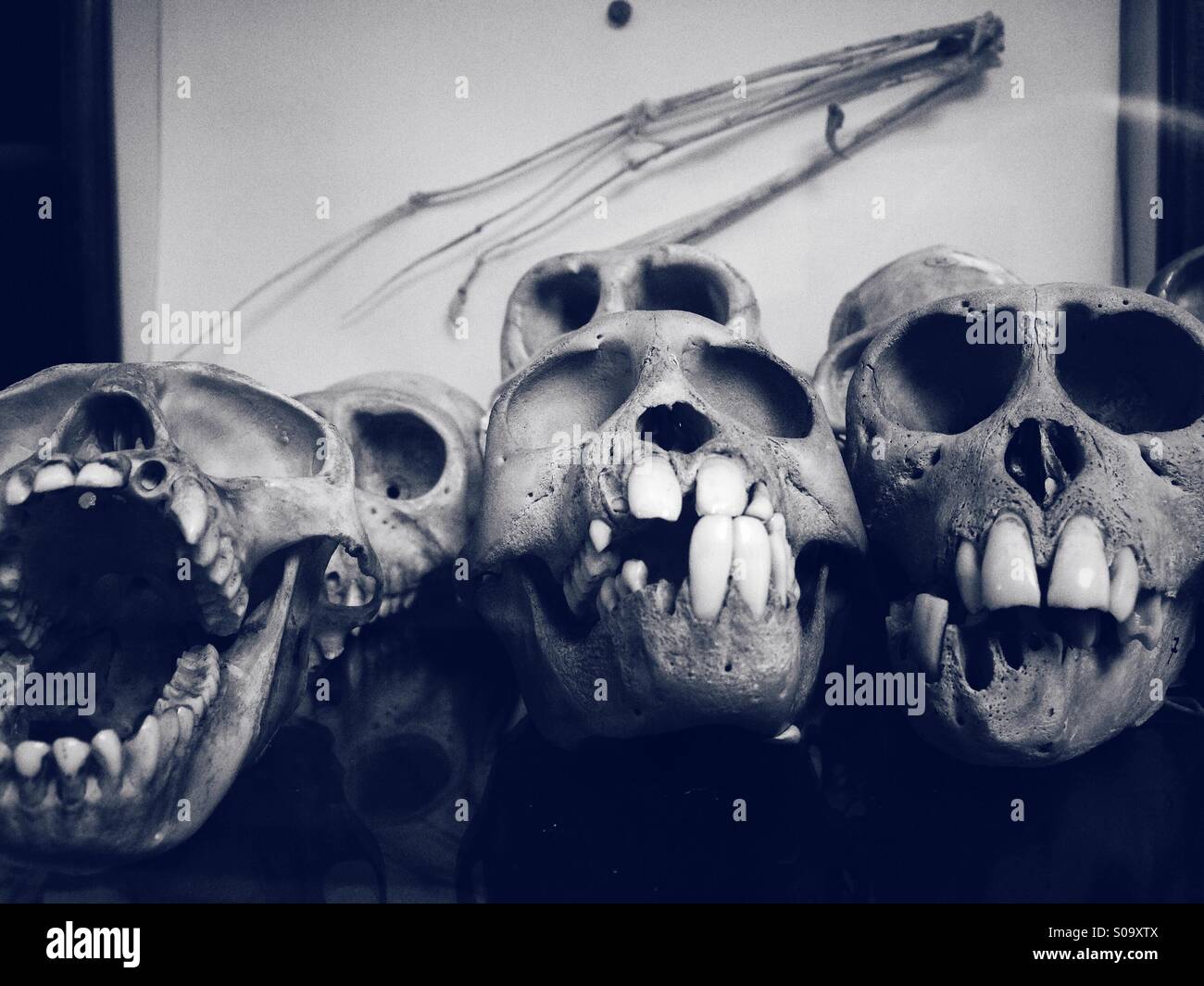 Collection of ape skulls in a university collection Stock Photo