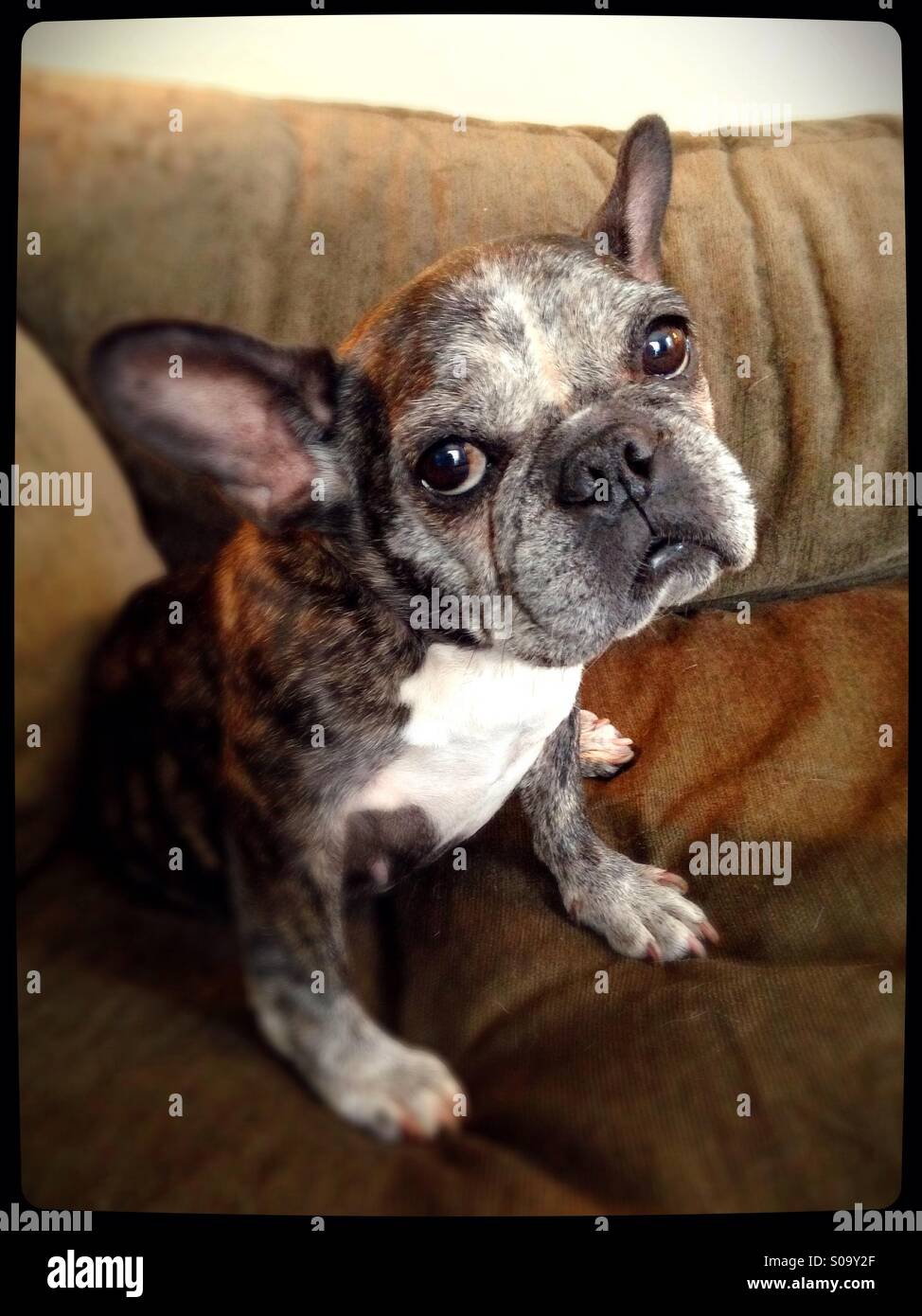 A cute old French bulldog sitting on a couch Stock Photo Alamy