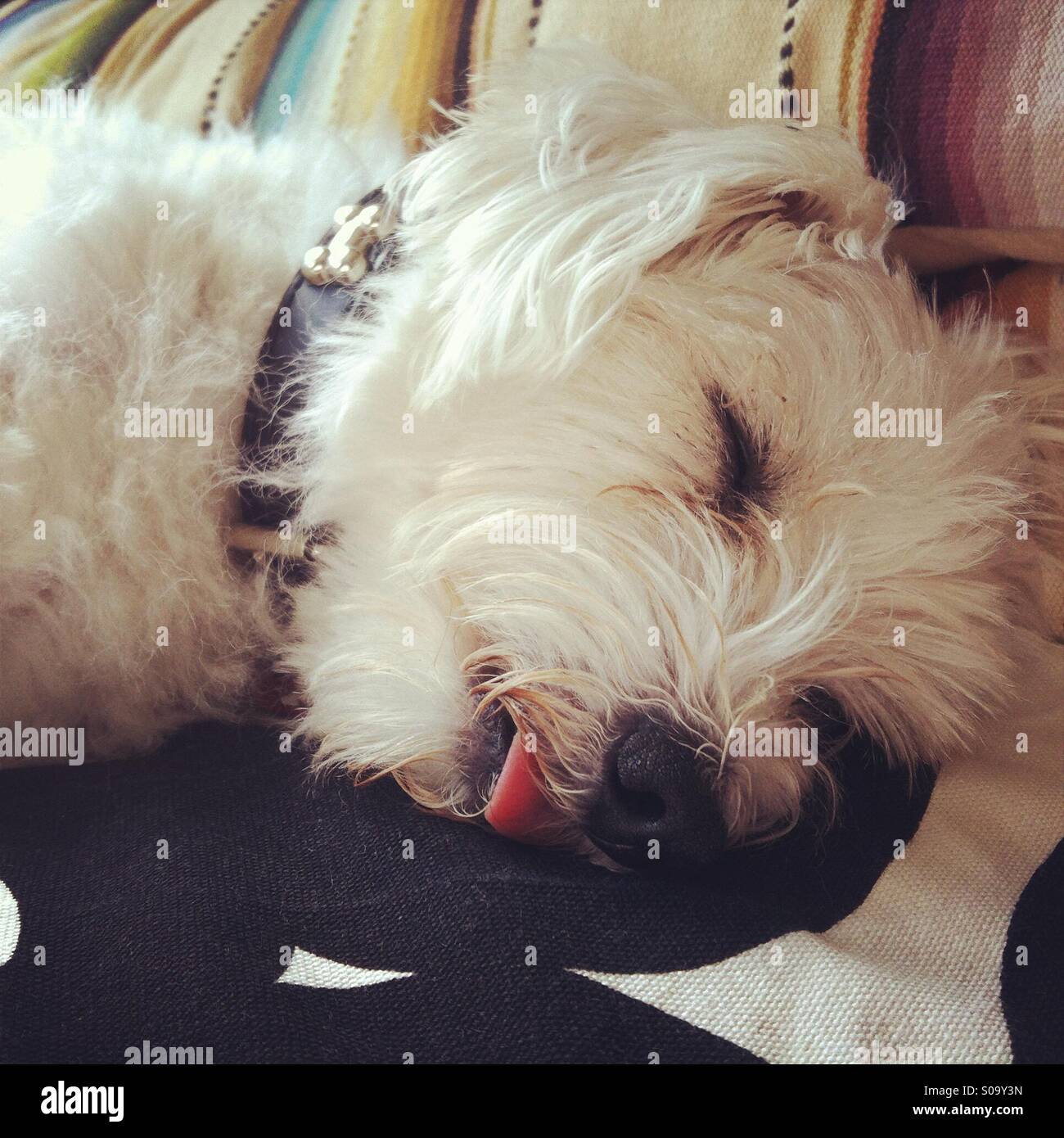 dog sleeping with tongue out