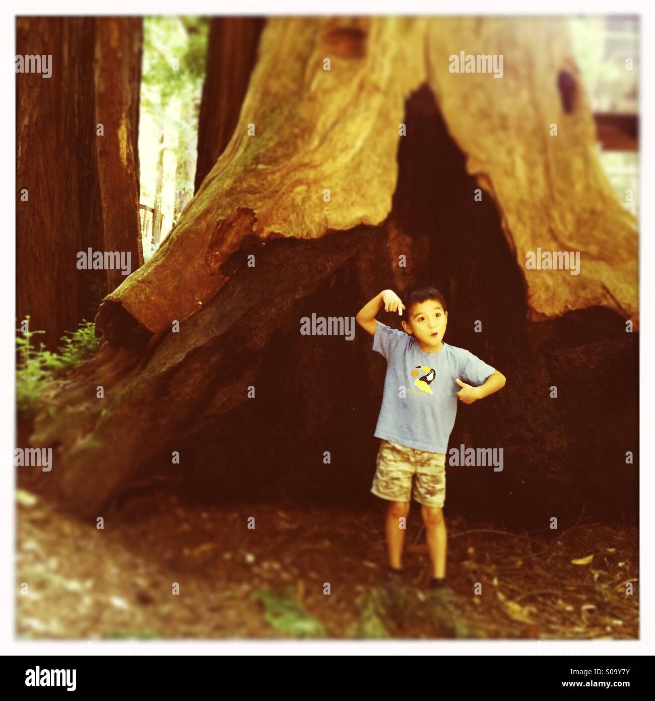 A six year old boy acts silly in front of a California Redwood tree stump. Santa Cruz County, California, USA - Smartphone Captured Stock Image