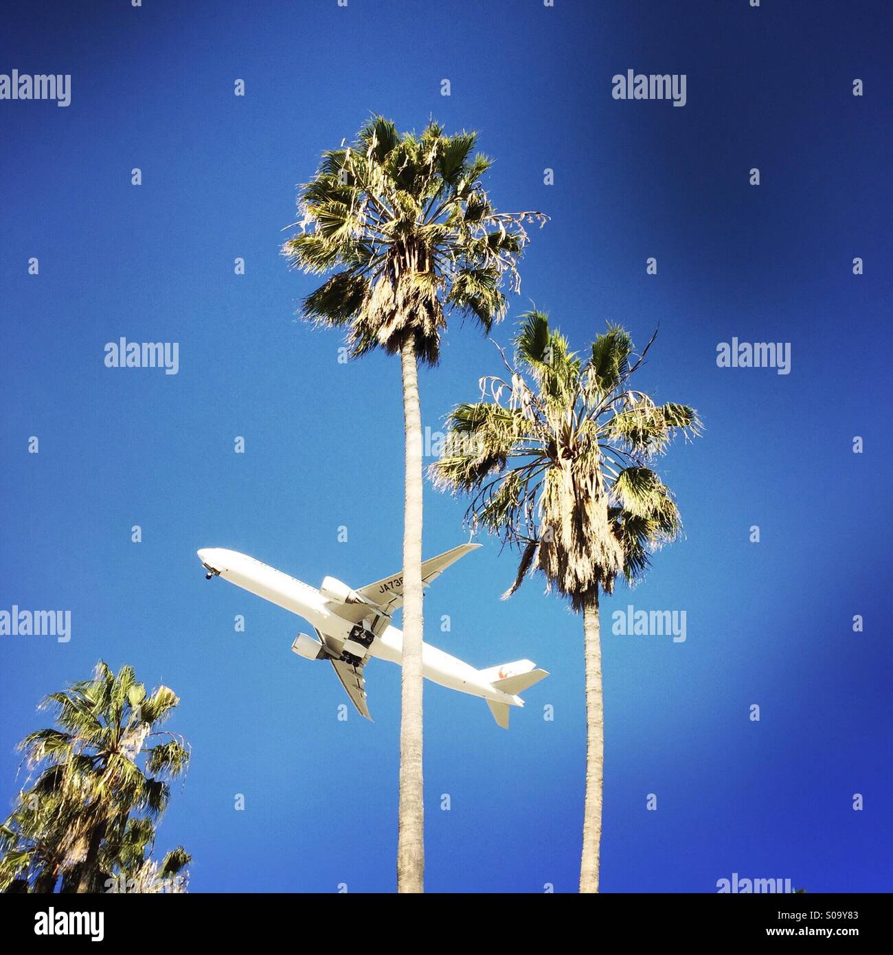 La palmtree hires stock photography and images Alamy