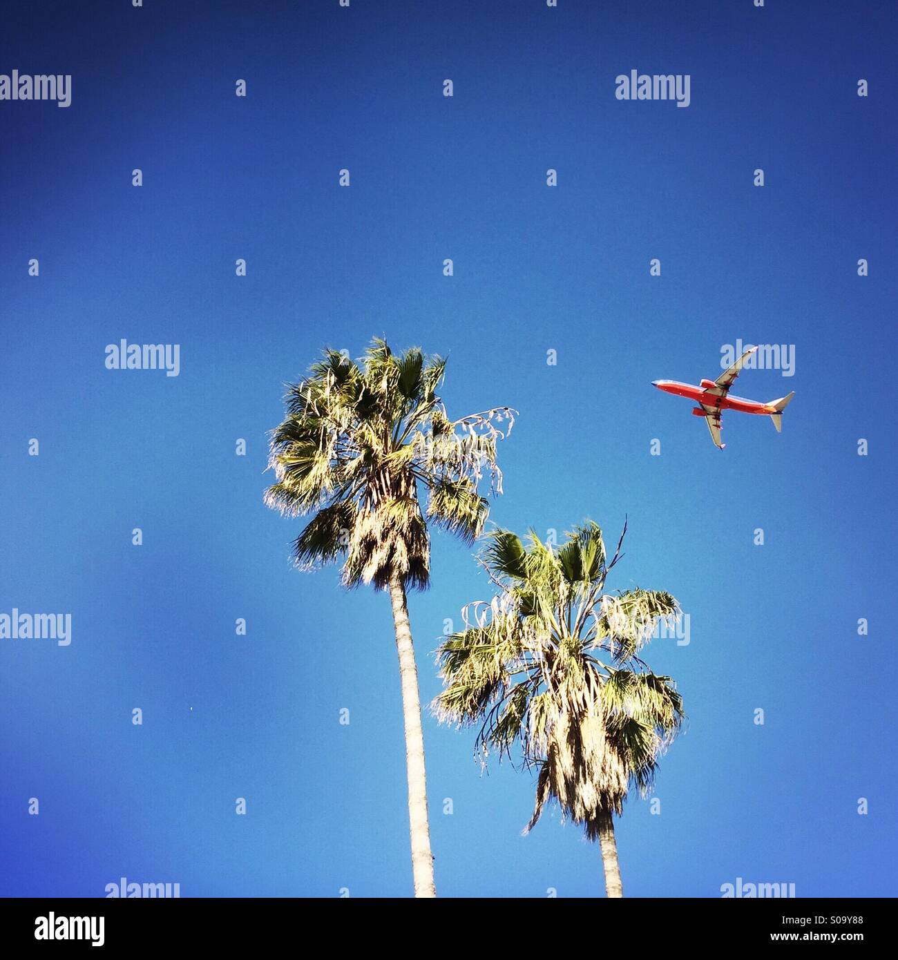 A southwest airplane flys above two Palm trees after taking off from LAX airport on a clear sunny day. Los Angeles, California USA. Stock Photo