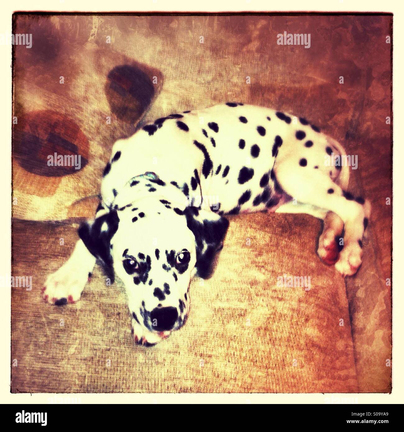 Dalmatian puppy resting comfortably on a soft couch in a cozy living room during the afternoon - Smartphone Captured Stock Image