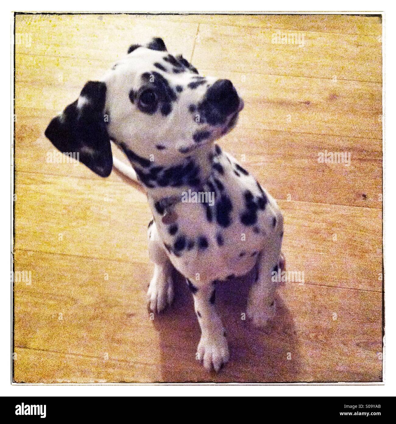 Dalmatian puppy dog - Smartphone Captured Stock Image