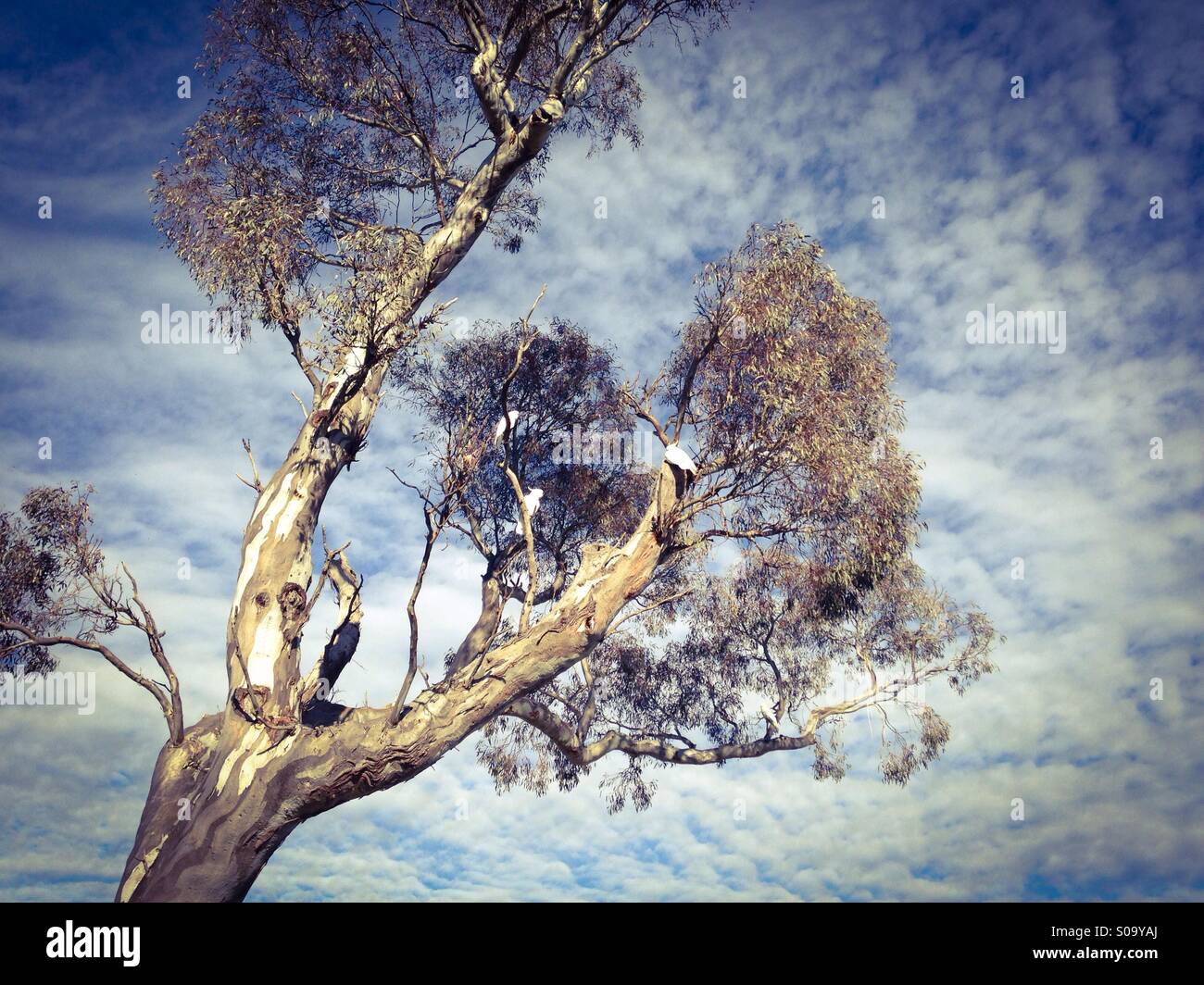 3 Cockatoos in Eucalytus Tree - Australian outback Stock Photo