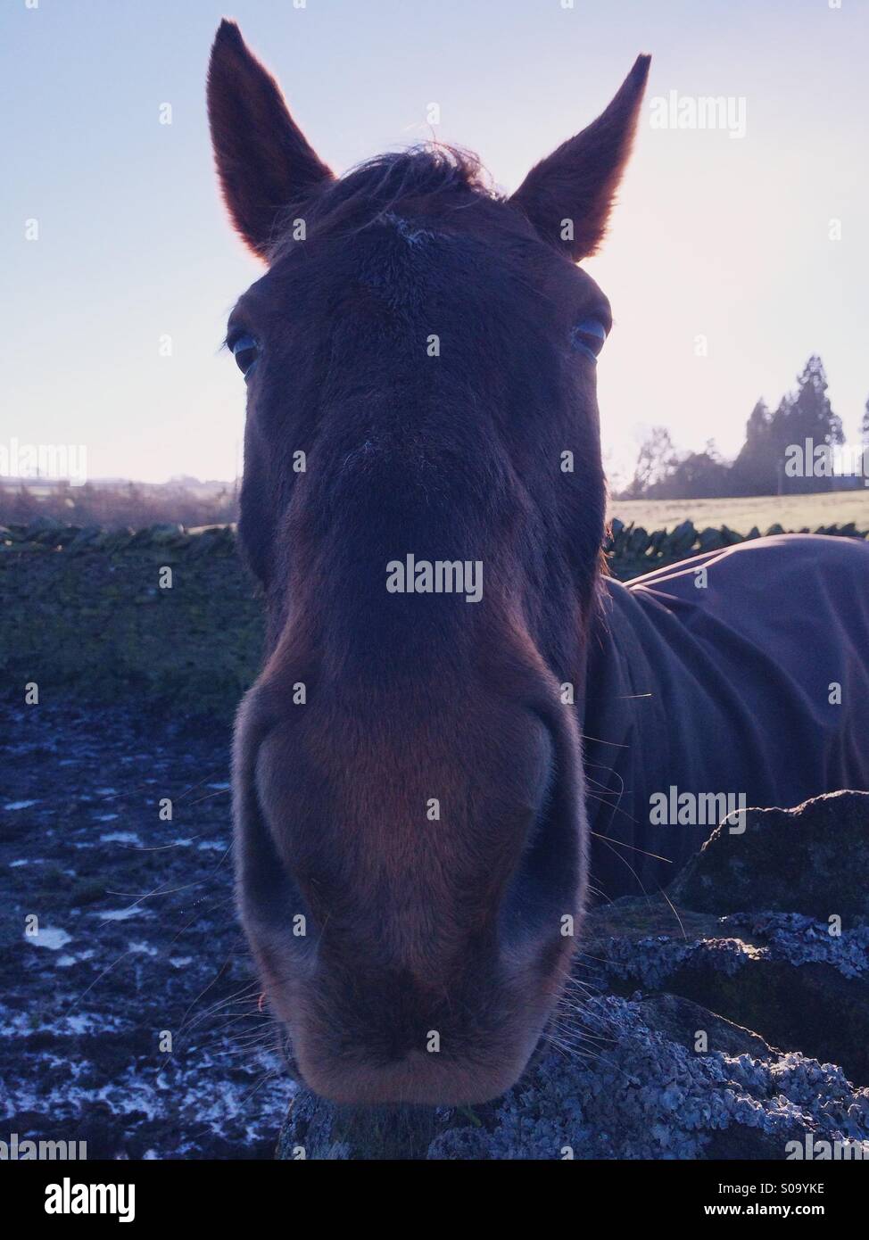 Close up of a brown horse in a field in Northumberland, UK. Stock Photo