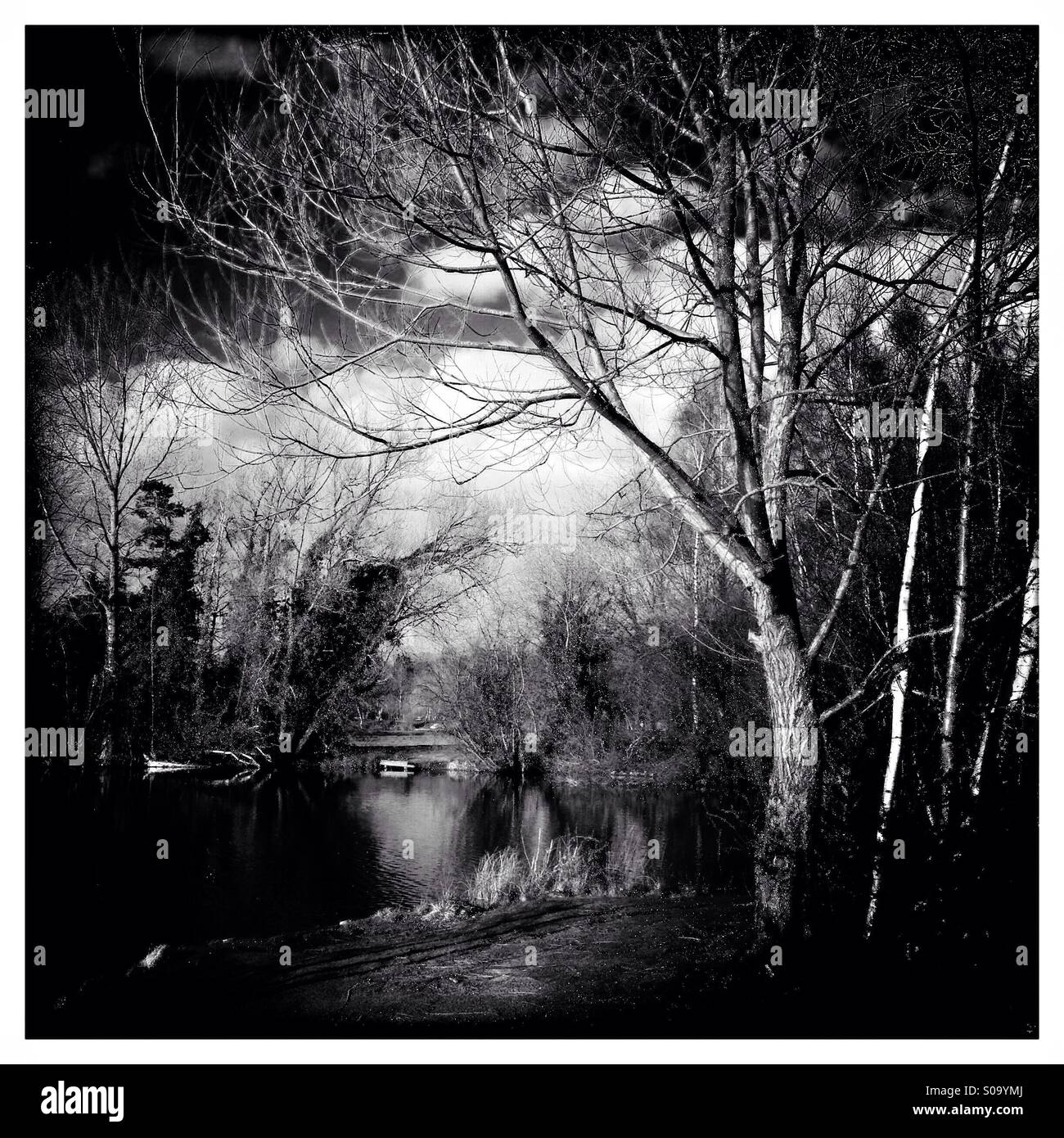 Lakeside tree in monochrome. Ancaster, Lincolnshire, England. - Smartphone Captured Stock Image