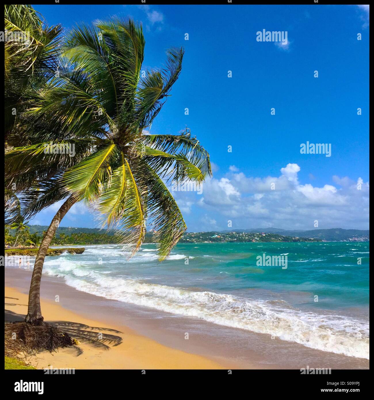A palm hangs over the beach with Scarborough Tobago in the background. Stock Photo