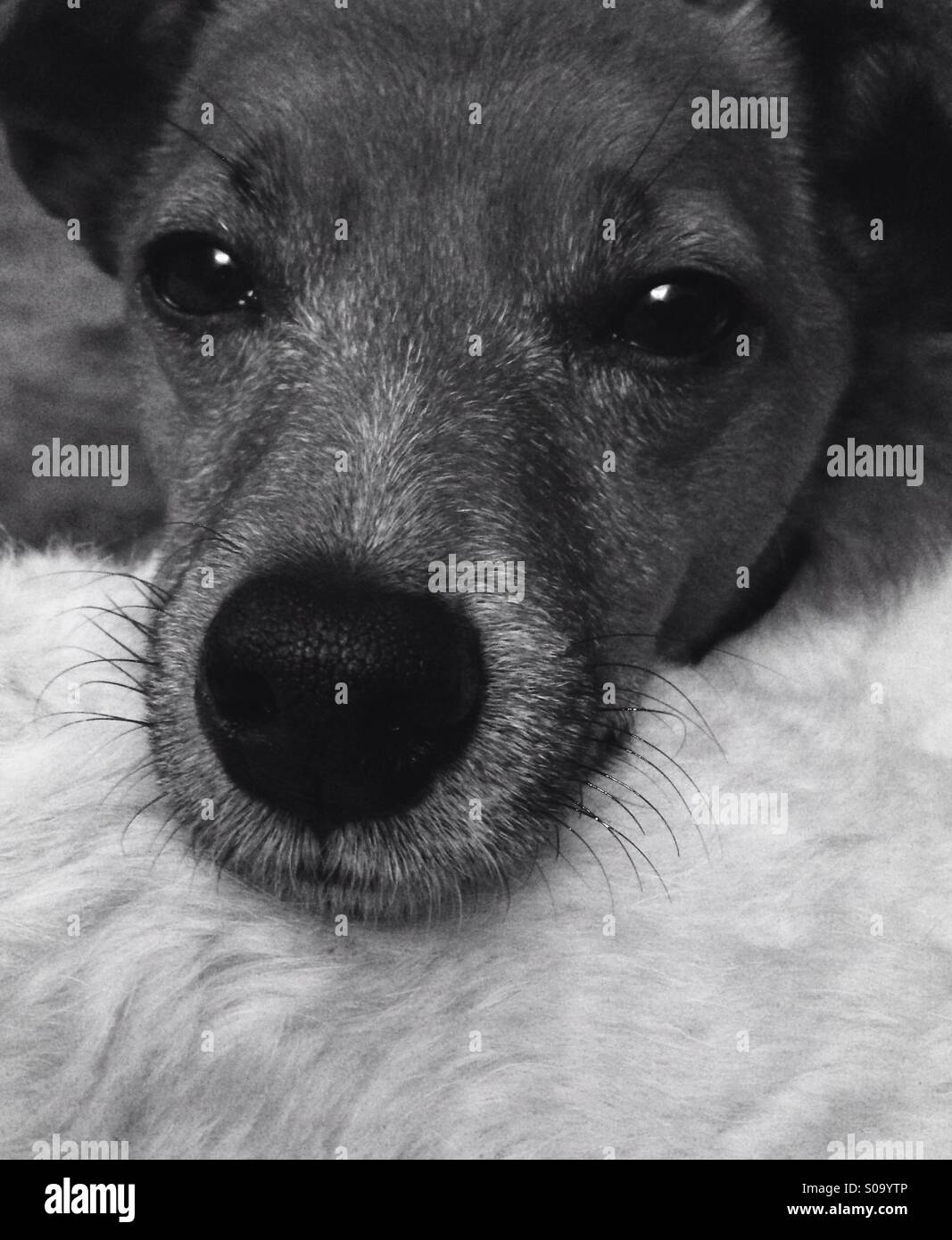 Lassie dog stock image. Image of mouth, furry, drool, whiskers - 4864427