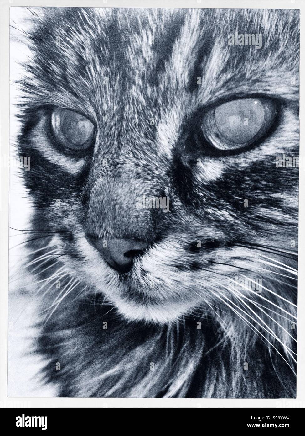 Tabby cat - Smartphone Captured Stock Image