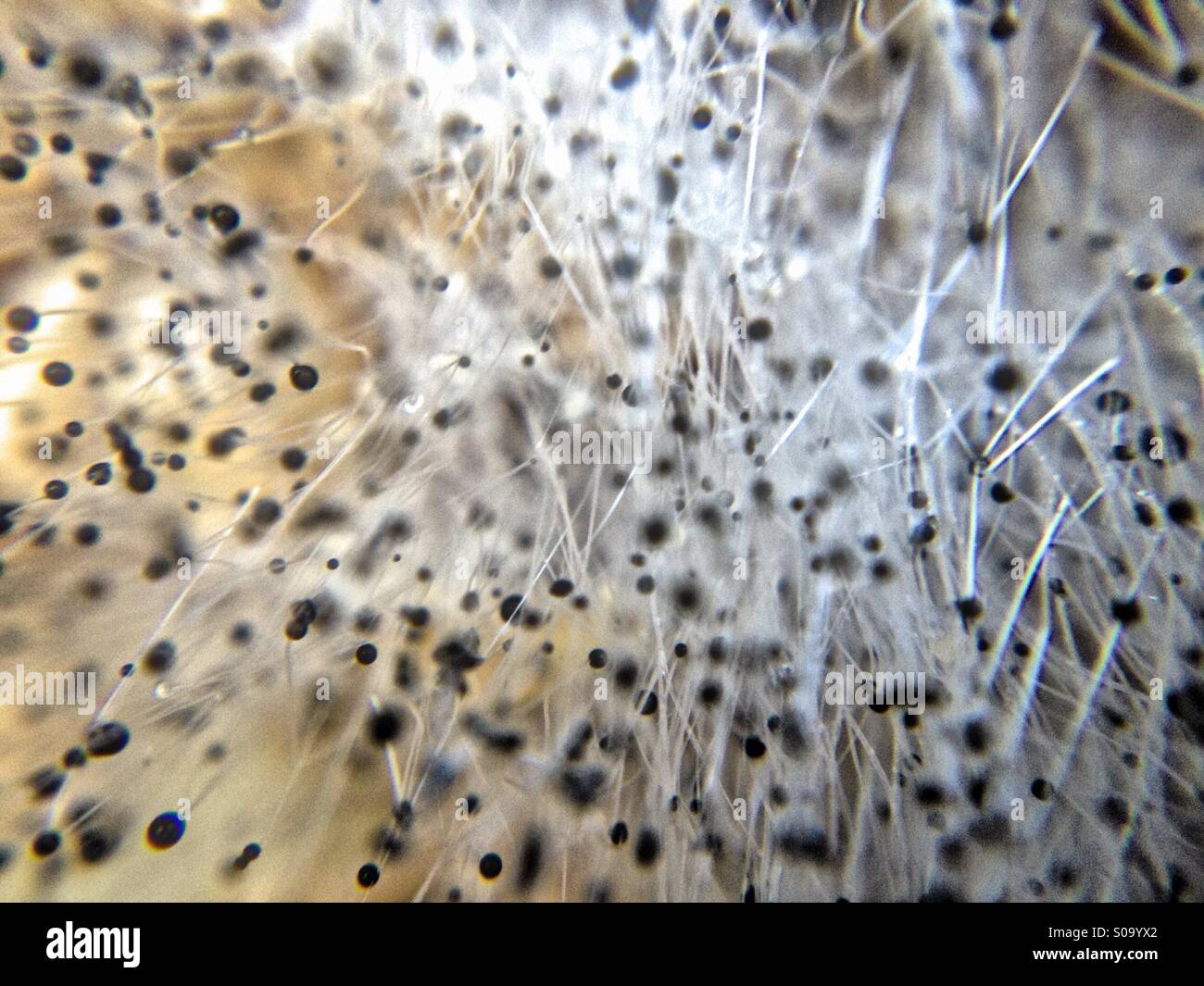 Mould spores on a compost heap Stock Photo Alamy
