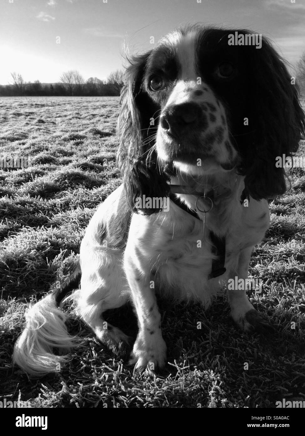 Black and white springer spaniel Black and White Stock Photos & Images Alamy