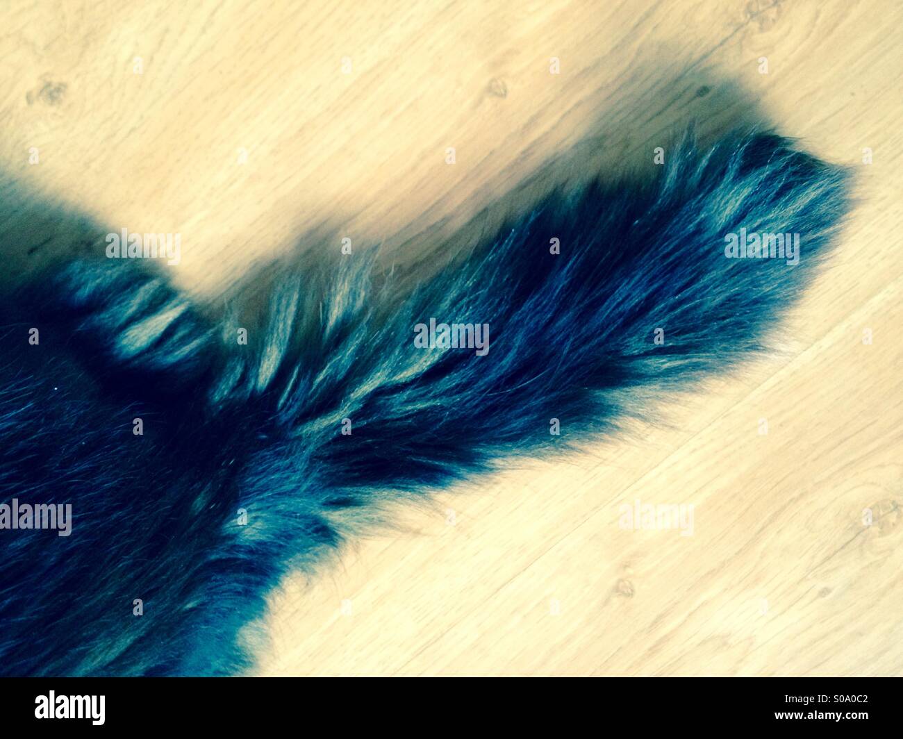 The tail of a domestic tabby cat sat on wooden floor - Smartphone Captured Stock Image
