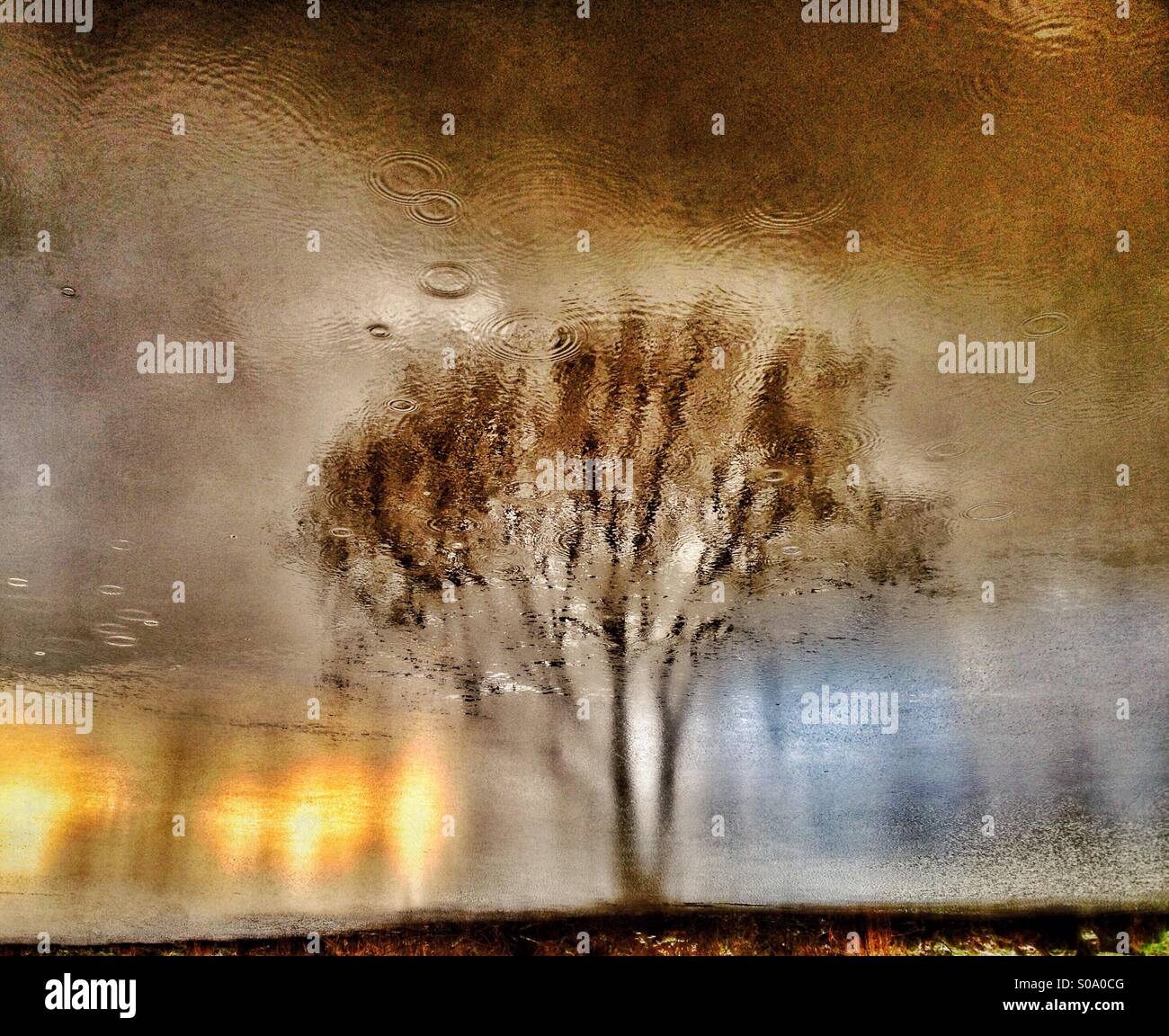 Tree reflected in water - Smartphone Captured Stock Image