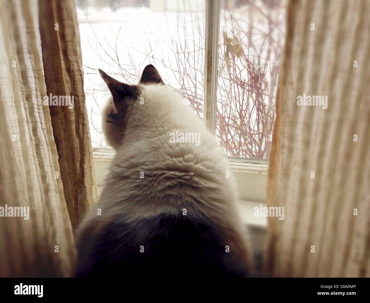 Cat looking out window at snow. Stock Photo