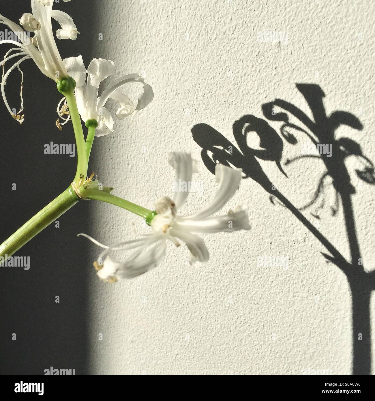 Plant in shadow and light - Smartphone Captured Stock Image