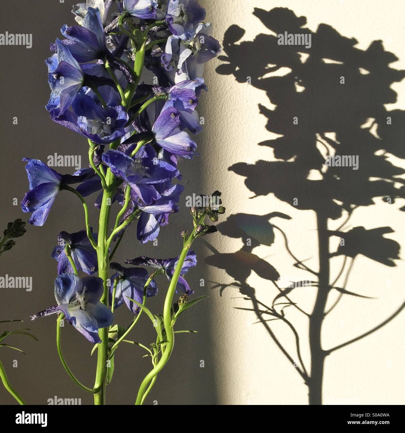 Plant in shadow and light - Smartphone Captured Stock Image