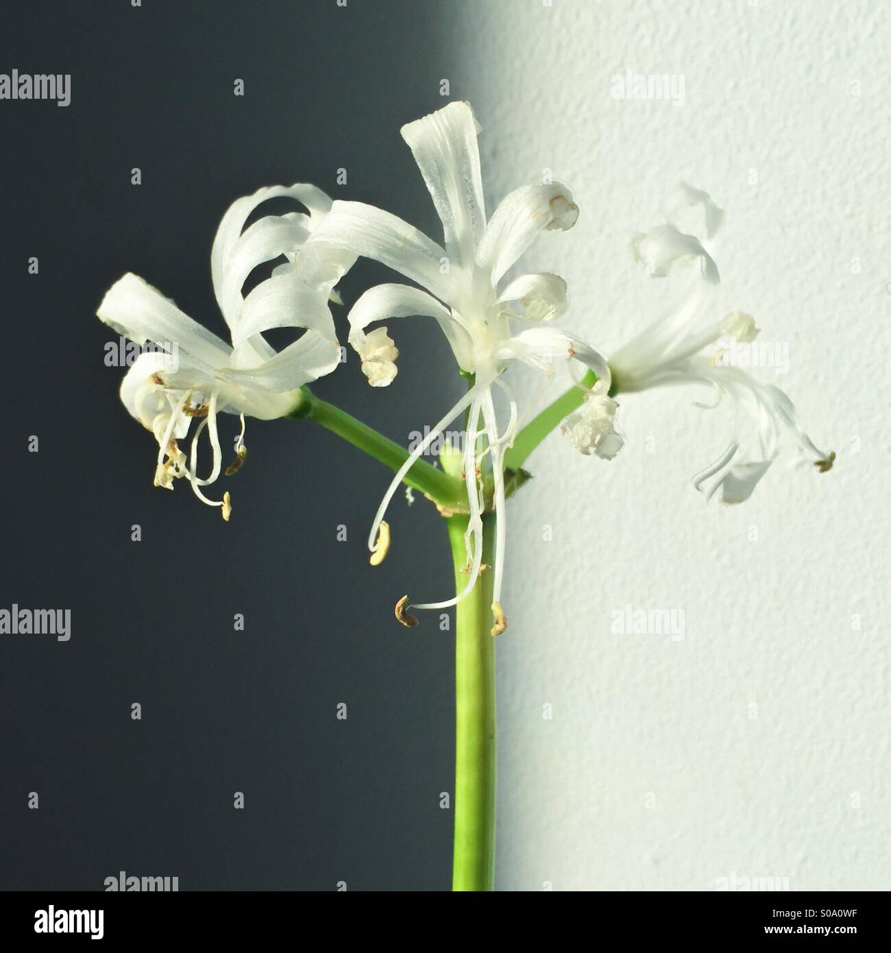 Plant in shadow and light - Smartphone Captured Stock Image