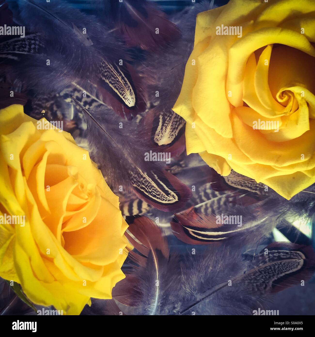 Two yellow roses with feathers - Smartphone Captured Stock Image