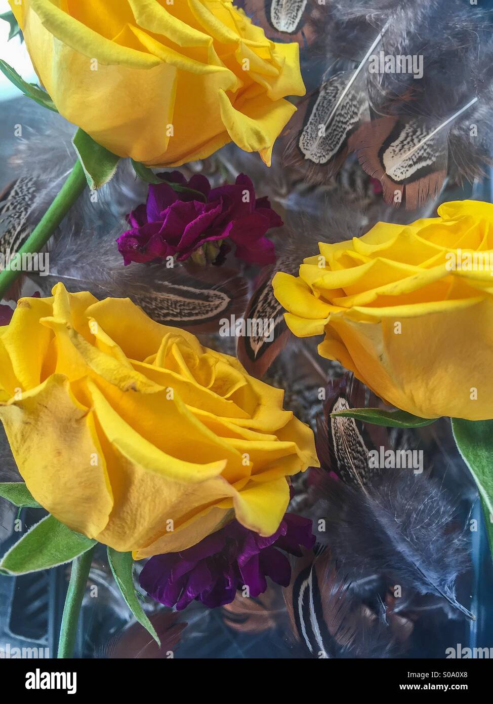 Three yellow roses Stock Photo Alamy