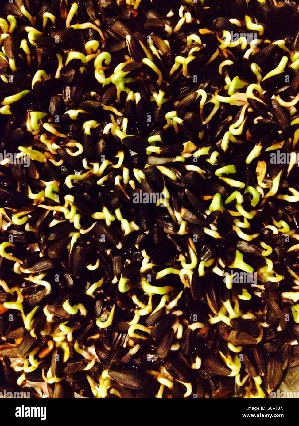 Sunflower seeds sprouting in a tray Stock Photo