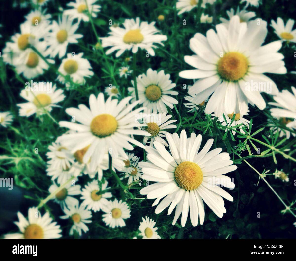Field of daisies hippie style - Smartphone Captured Stock Image