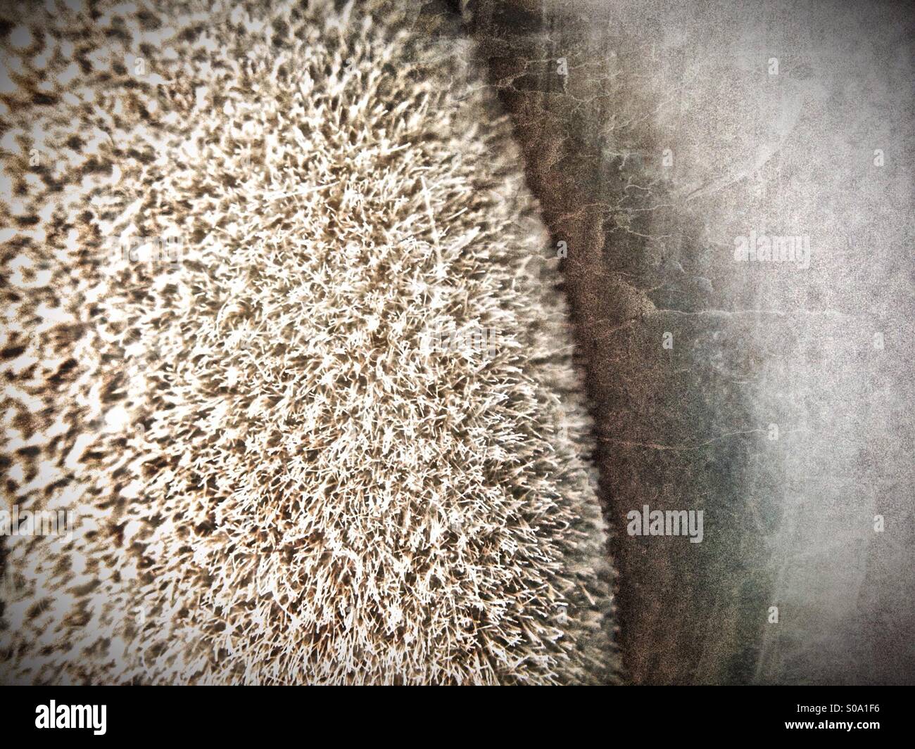 Foundation sponge - Smartphone Captured Stock Image