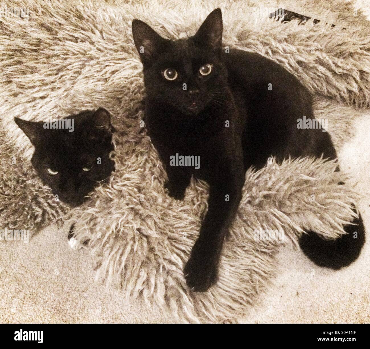 Two cats playing in a rug - Smartphone Captured Stock Image