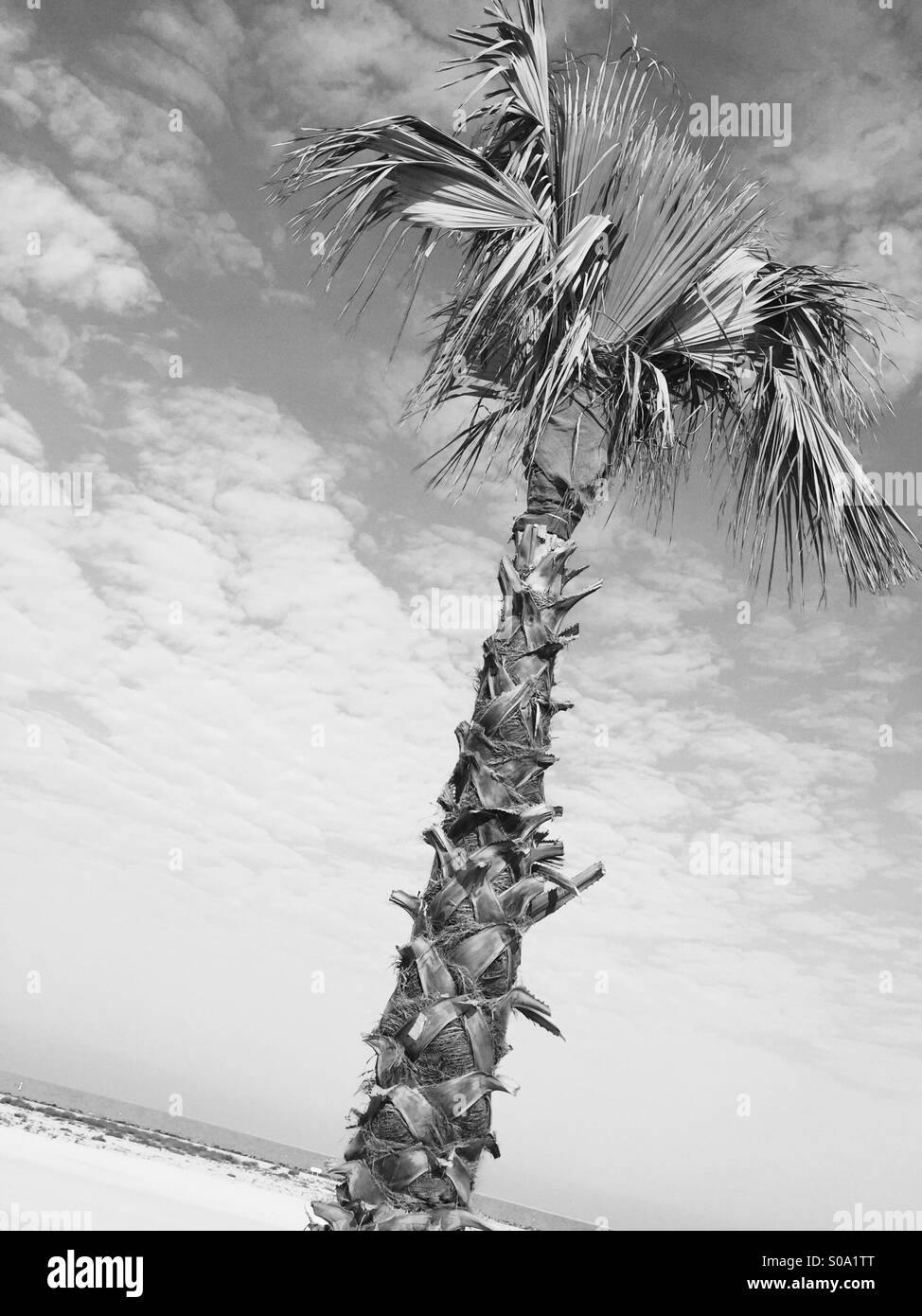 Palm tree Black and White Stock Photos & Images Alamy