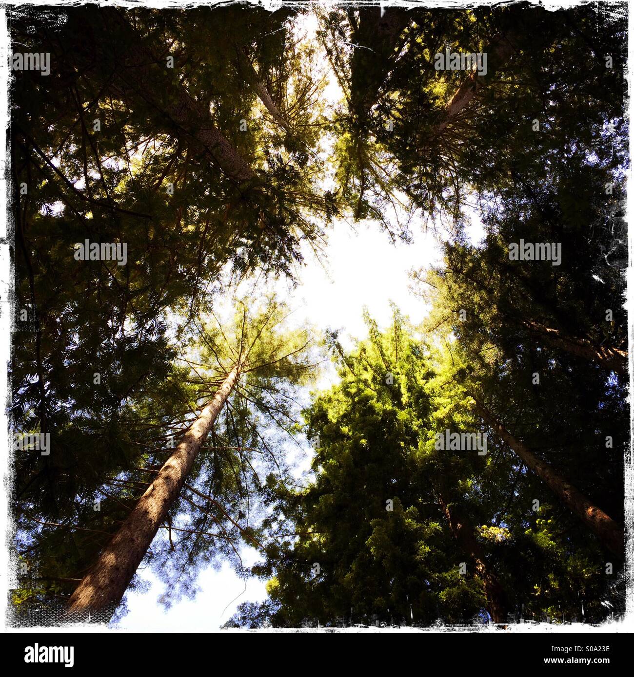 California redwoods. Santa Cruz County, California, USA - Smartphone Captured Stock Image