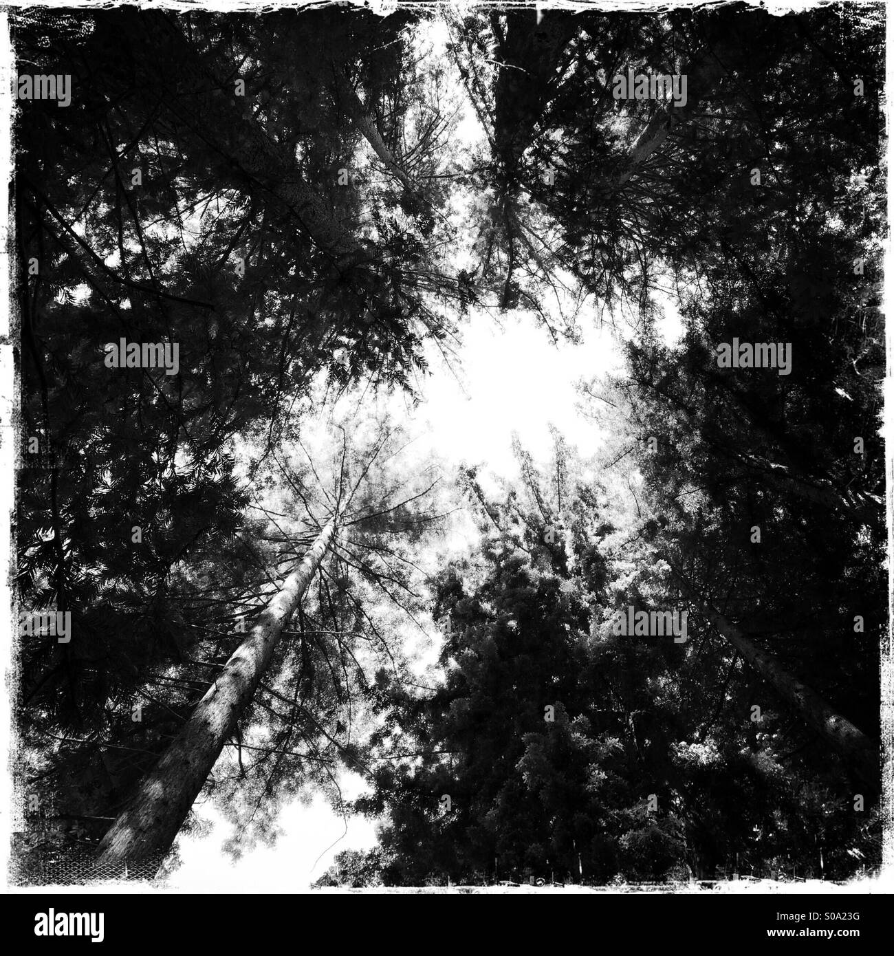 California redwoods. Santa Cruz County, California, USA - Smartphone Captured Stock Image