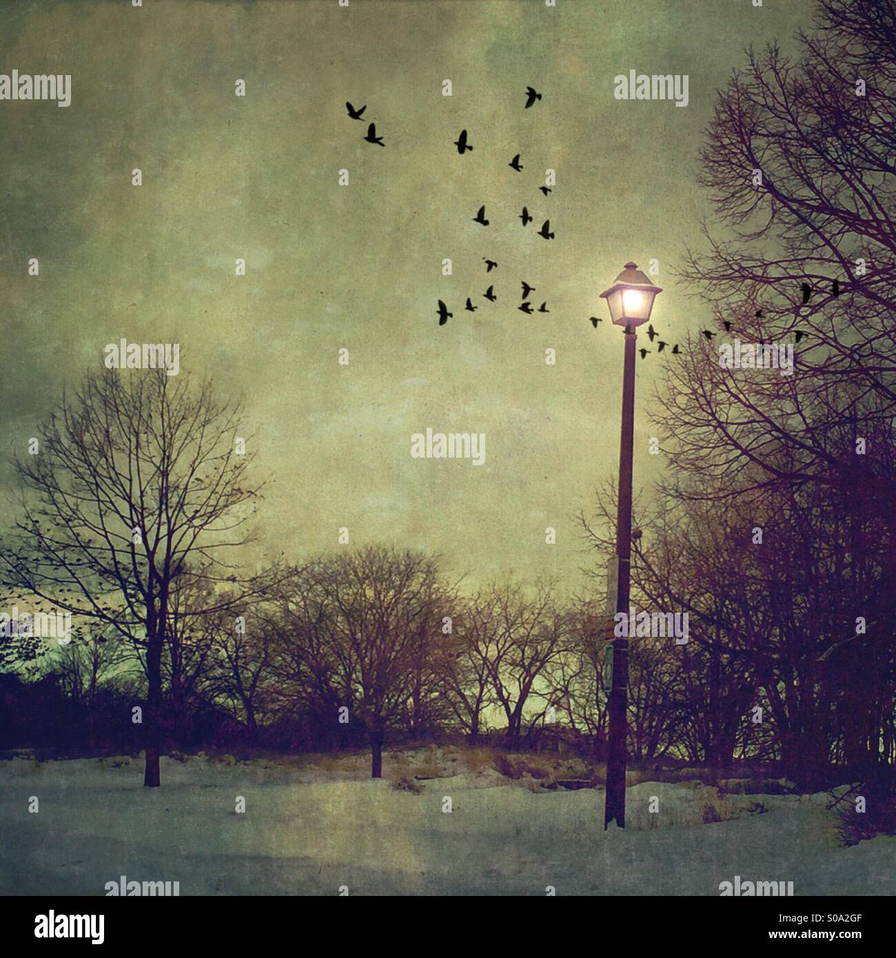 Winter scene by lamplight. - Smartphone Captured Stock Image