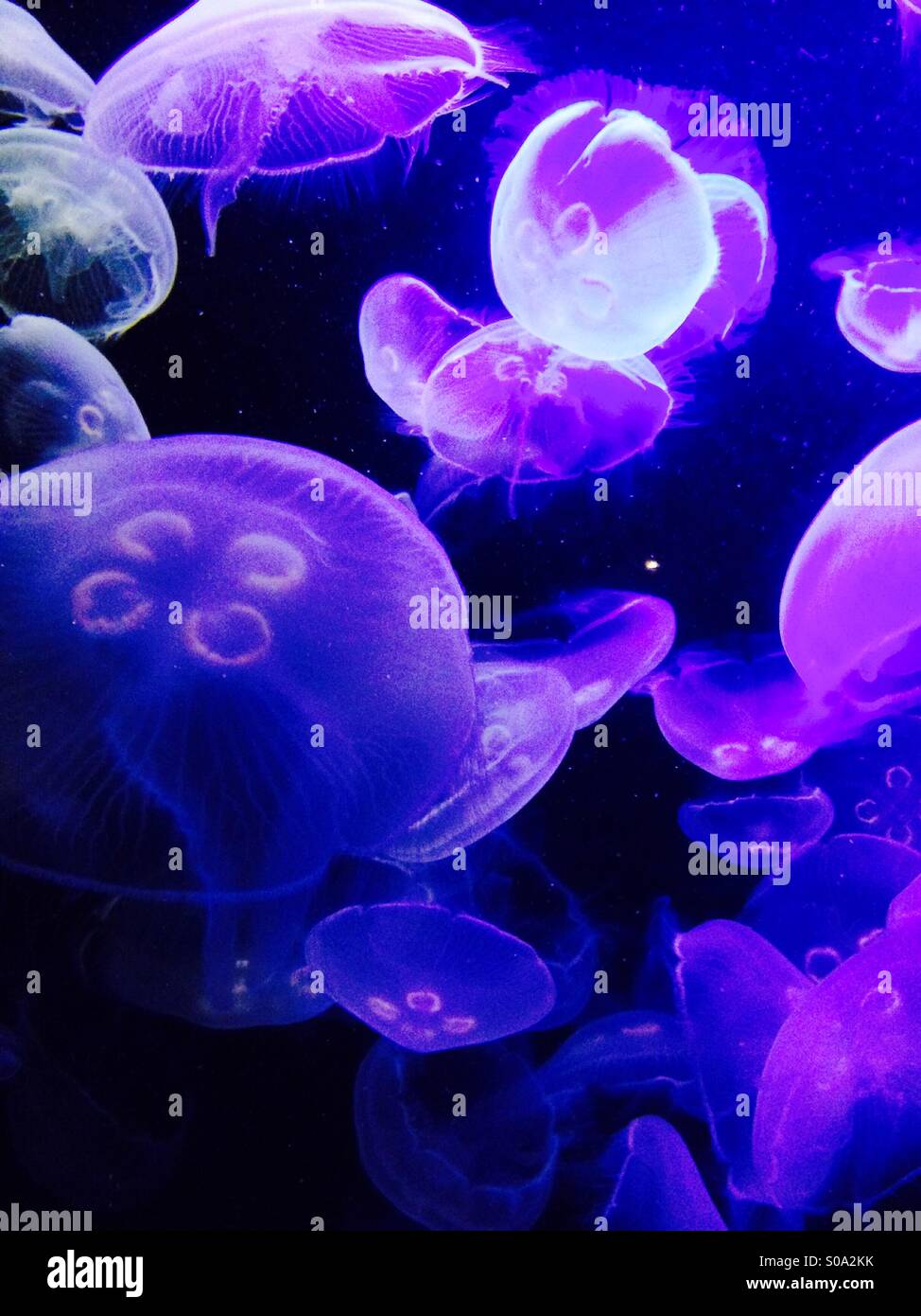 Moon jellies Stock Photo