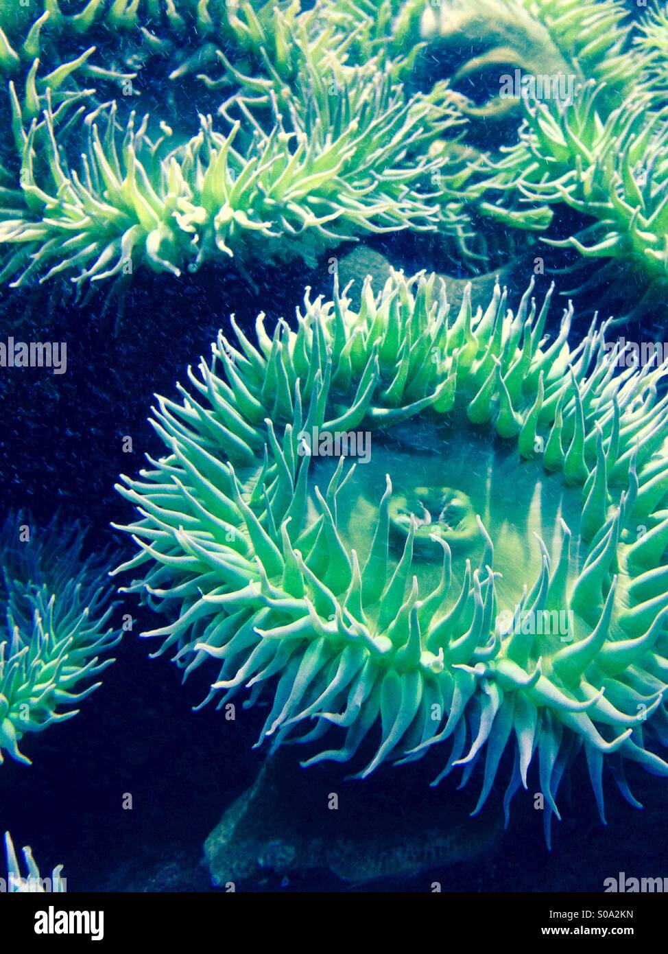 Sea anemone in an aquarium Stock Photo