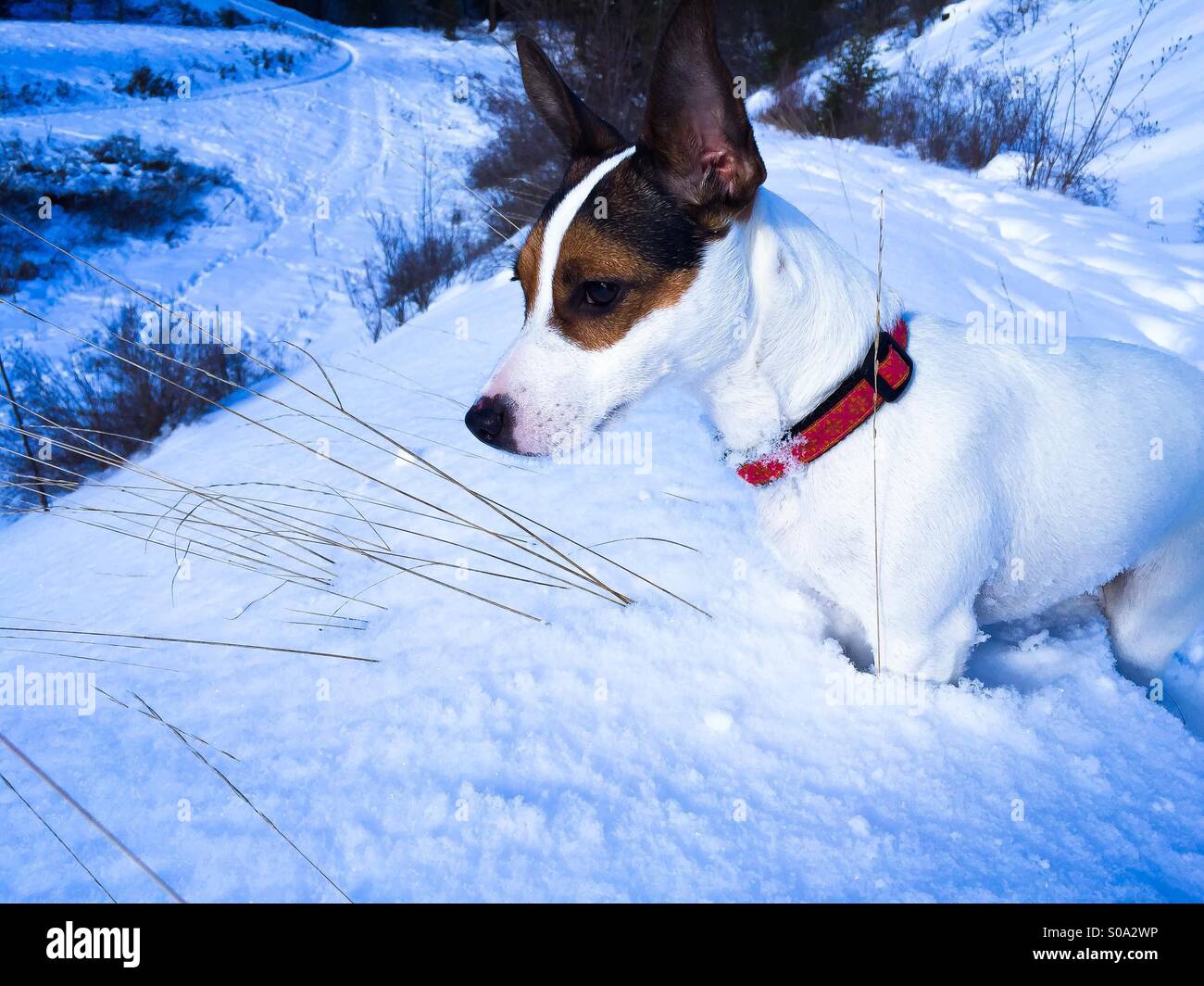 Jack Russell Terrier looking very poised and gentle while standing in