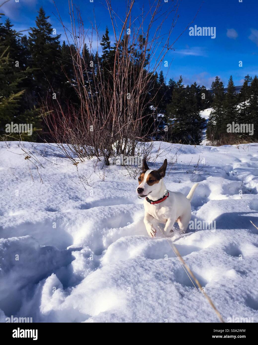Dog running through snow with a smile on her face on a sunny winter day. - Smartphone Captured Stock Image
